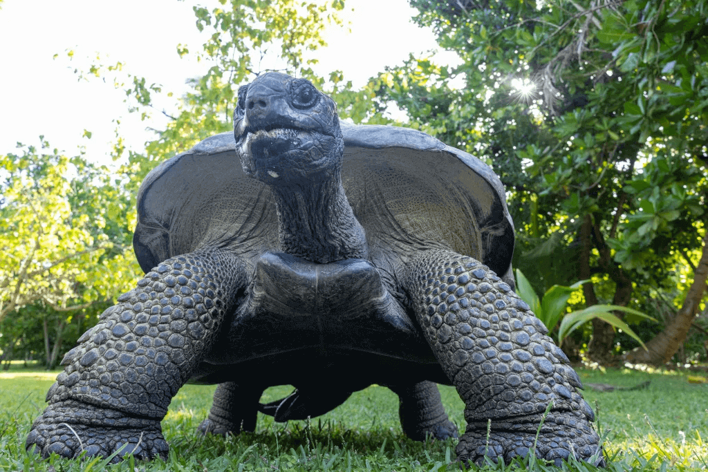 Best Time to Visit Seychelles