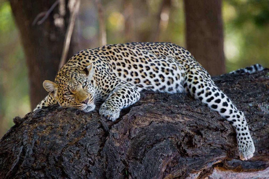 Little Mombo, Botswana – Luxury Safari Review and Travel Tips